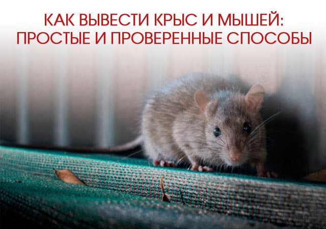 Как вывести крыс и мышей в Мытищах: простые и проверенные способы