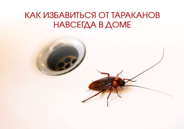 Как избавиться от тараканов в доме в Мытищах