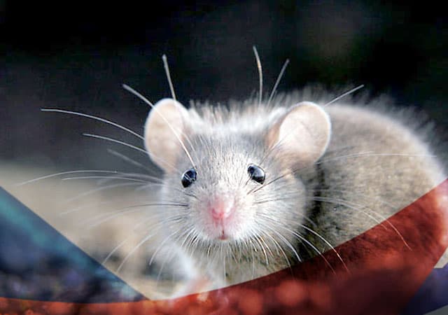 Уничтожение мышей в Мытищах